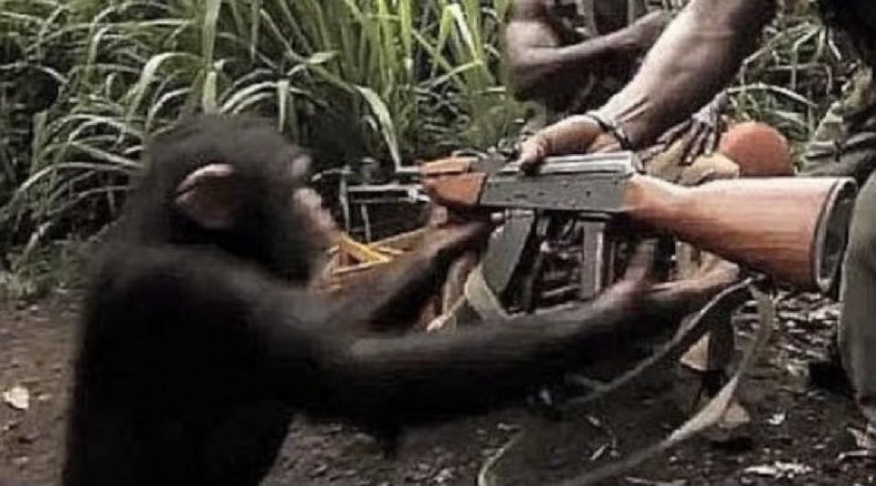 Giving a monkey a gun Meme Template | Insider Memes | Viral Meme Generator