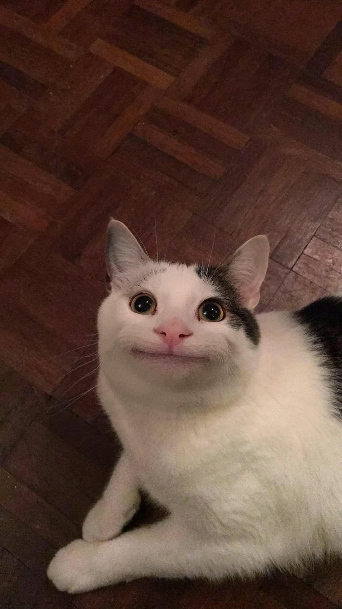 Polite cat he looks very polite template chat troll Meme Template ...