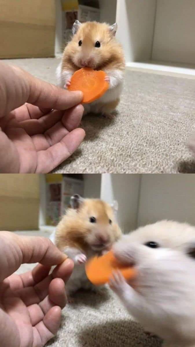 Hamster stealing carrot