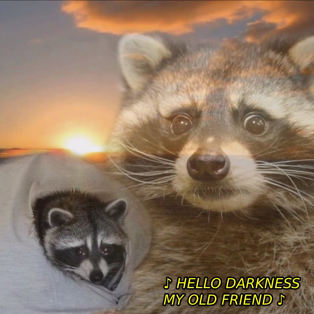 Hello darkness raccoon