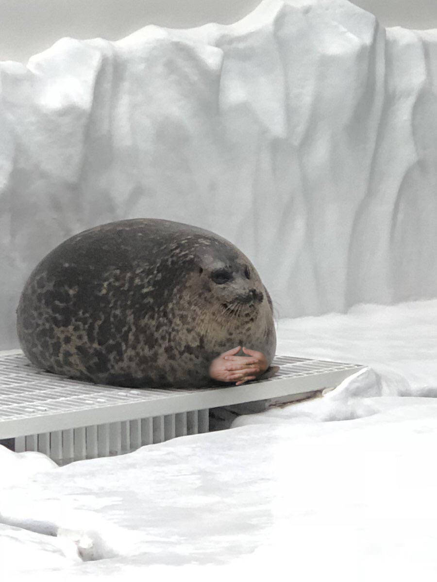 Seal waiting on platform