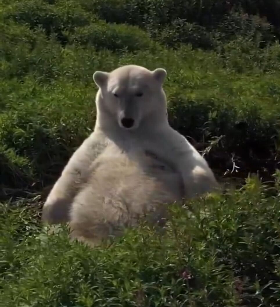 Fat Polar Bear
